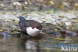 White-throated Dipper (Cinclus cinclus)