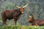 Watusi