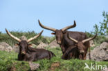 Watusi