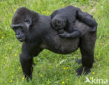 Western Lowland Gorilla (Gorilla gorilla gorilla)