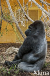 Westelijke laaglandgorilla (Gorilla gorilla gorilla)