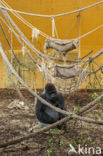 Western Lowland Gorilla (Gorilla gorilla gorilla)