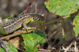 Western Green Lizard (Lacerta bilineata)