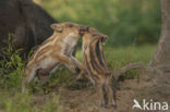 Wild Boar (Sus scrofa)