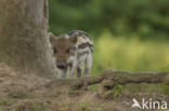 Wild Boar (Sus scrofa)