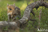 Wild Boar (Sus scrofa)