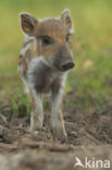 Wild Boar (Sus scrofa)