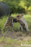 Wild Boar (Sus scrofa)