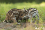 Wild Boar (Sus scrofa)