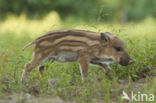 Wild Boar (Sus scrofa)