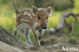 Wild Boar (Sus scrofa)