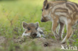 Wild Boar (Sus scrofa)