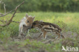 Wild Boar (Sus scrofa)