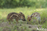 Wild Boar (Sus scrofa)