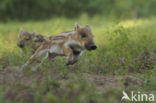 Wild Boar (Sus scrofa)