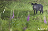 Wild Boar (Sus scrofa)