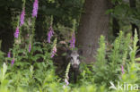 Wild Boar (Sus scrofa)