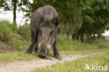 Wild Boar (Sus scrofa)