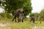 Wild Boar (Sus scrofa)