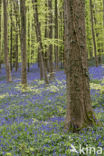 Bluebell (Hyacinthoides non-scripta