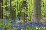 Bluebell (Hyacinthoides non-scripta