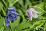 Bluebell (Hyacinthoides non-scripta