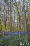 Bluebell (Hyacinthoides non-scripta