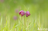 Wilde kievitsbloem (Fritillaria meleagris)