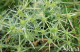 Wilde kruisdistel (Eryngium campestre)