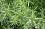 Wilde kruisdistel (Eryngium campestre)