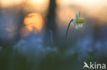 Wilde narcis (Narcissus pseudonarcissus)