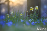 Wild Daffodil (Narcissus pseudonarcissus)