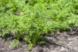 Wilde Peen (Daucus carota)