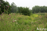 Wilgenroosje (Epilobium hirsutum)