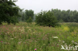 Wilgenroosje (Epilobium hirsutum)