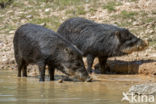 White-lipped peccary (Tayassu pecari)