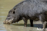 White-lipped peccary (Tayassu pecari)