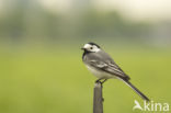 Witte Kwikstaart (Motacilla alba)