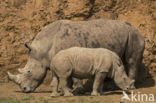 white Rhinoceros