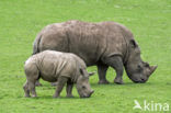 white Rhinoceros