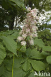 Horse-chestnut (Aesculus hippocastanum)