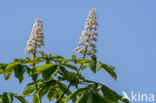 Horse-chestnut (Aesculus hippocastanum)