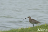 Eurasian Curlew (Numenius arquata)