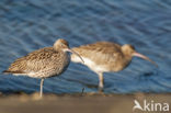 Eurasian Curlew (Numenius arquata)