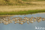 Eurasian Curlew (Numenius arquata)