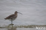 Eurasian Curlew (Numenius arquata)