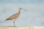 Eurasian Curlew (Numenius arquata)