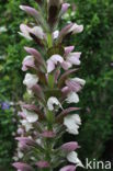 Zachte Acanthus (Acanthus mollis)