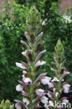 Zachte Acanthus (Acanthus mollis)