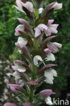 Zachte Acanthus (Acanthus mollis)